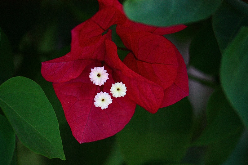 叶子花开 摄影 鹿鱼