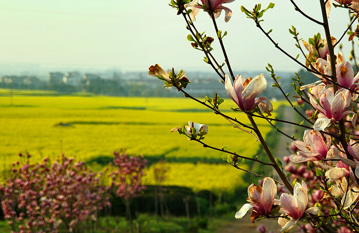 菜花季节 摄影 水佐岗