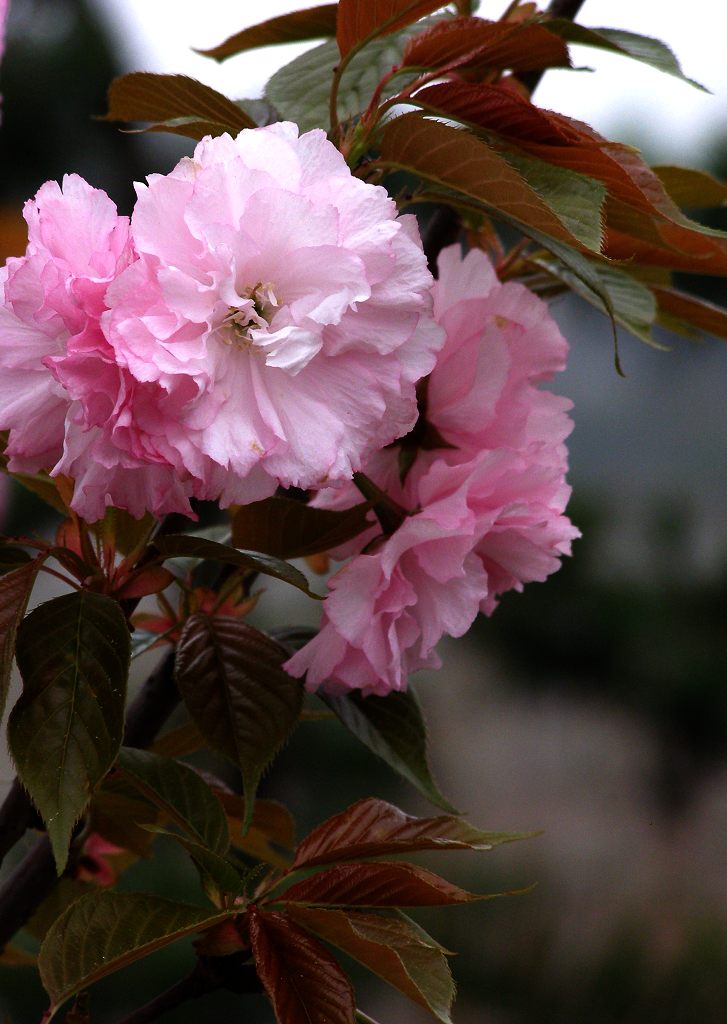 百花迎春-9 摄影 麓山红