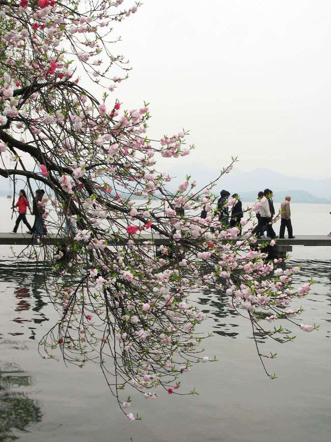 西湖之春(一) 摄影 心雨心雨