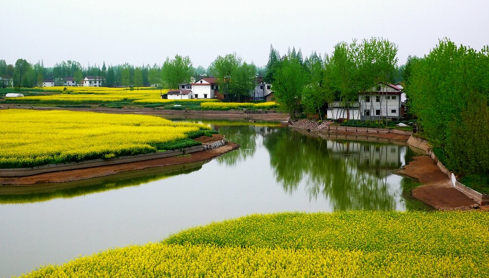 池塘边的油菜黄了 摄影 刘亚东