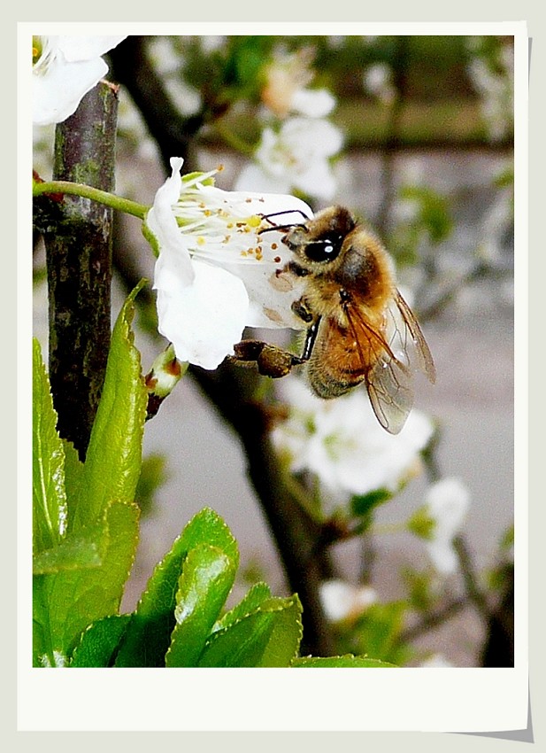小蜜蜂——2 摄影 雨滴上的芭蕾