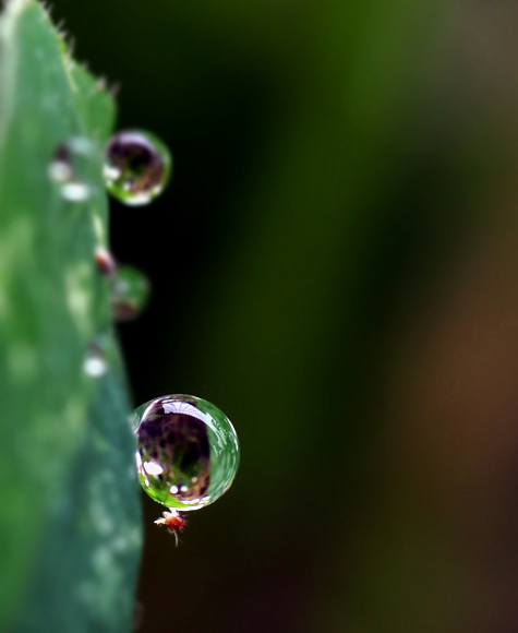 水上芭蕾 摄影 钝石