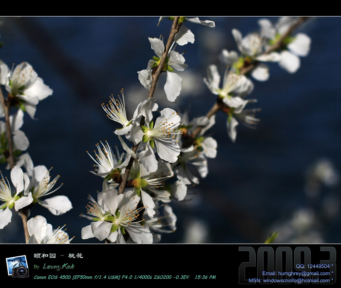 颐和园桃花 摄影 Leung.Kok