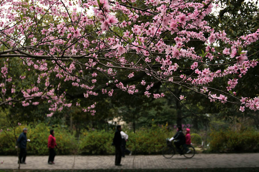 桃花行 摄影 长在慈湖