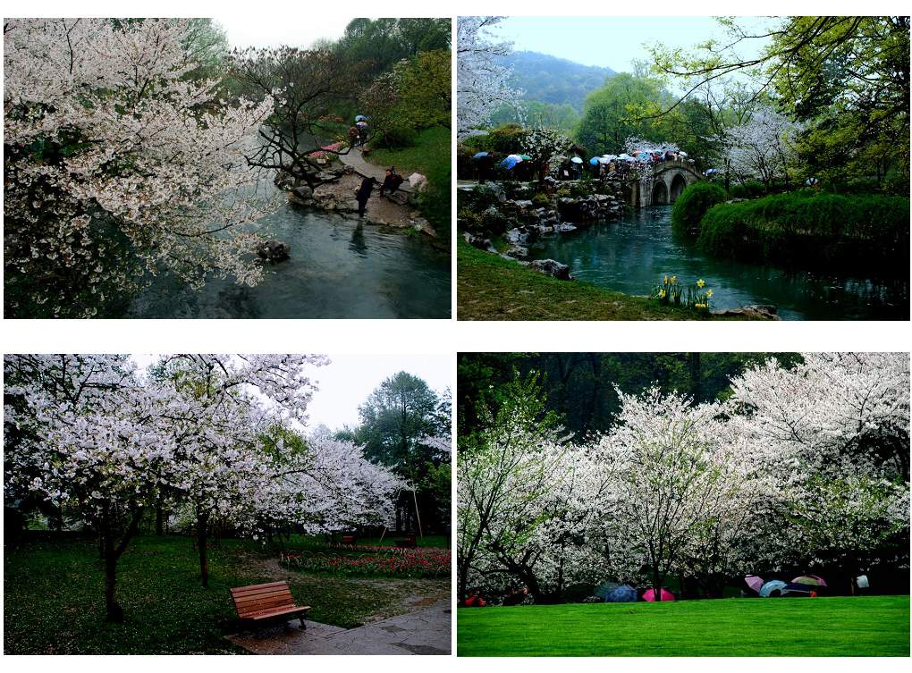 樱花时节 摄影 彼岸的风景