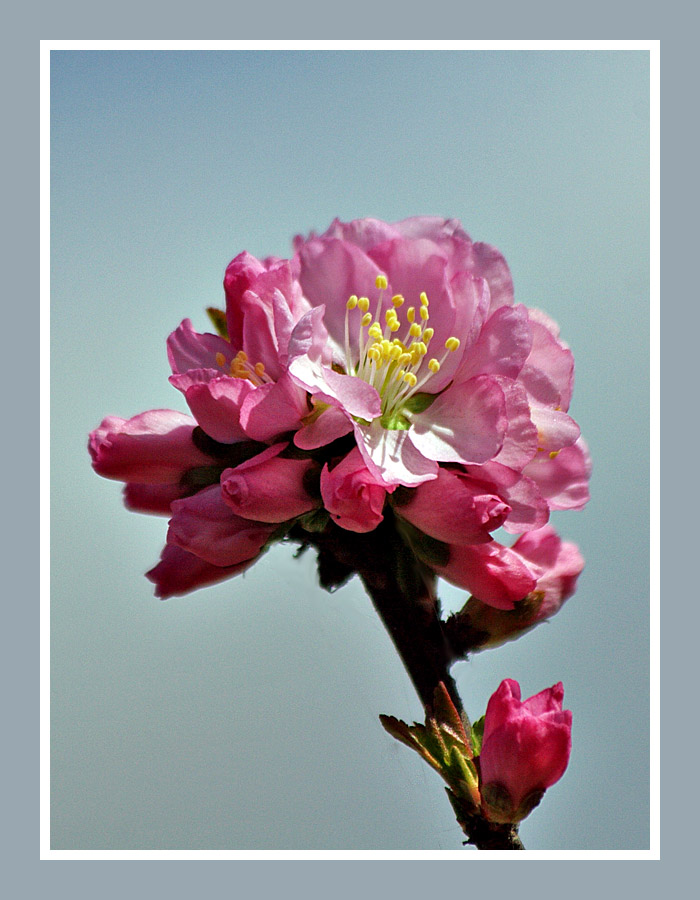 桃花开春天来 摄影 夏先生