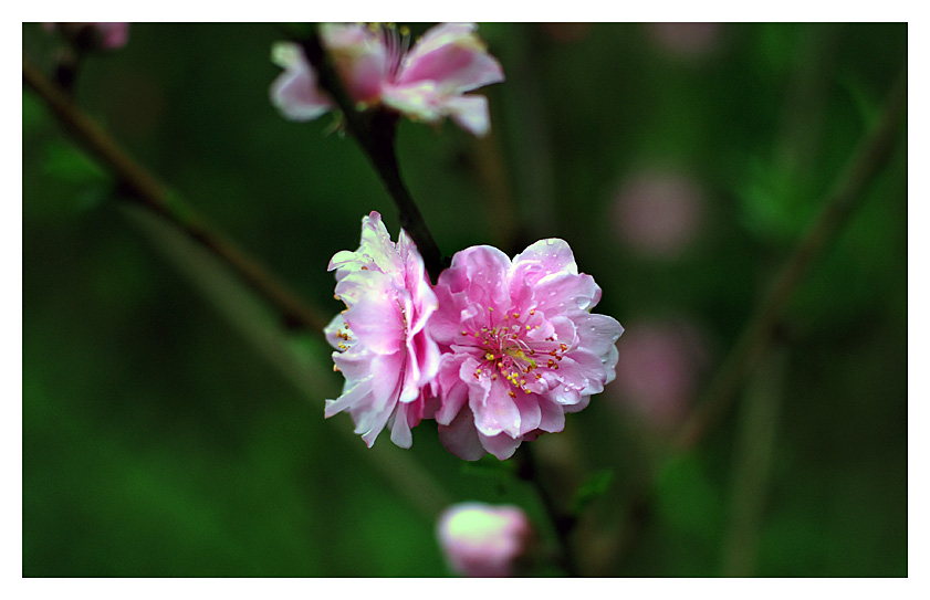 桃花源 摄影 燃放共同