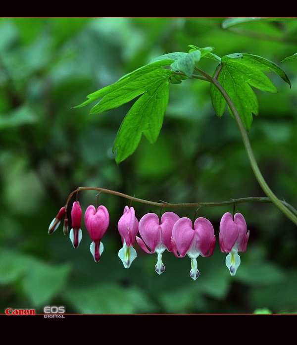 花卉 摄影 小鸡看草原