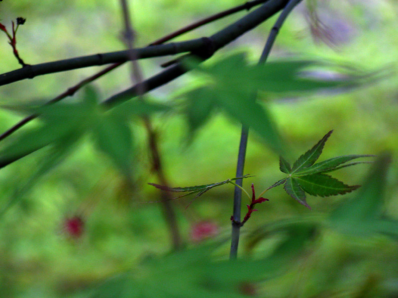 green 摄影 耕战