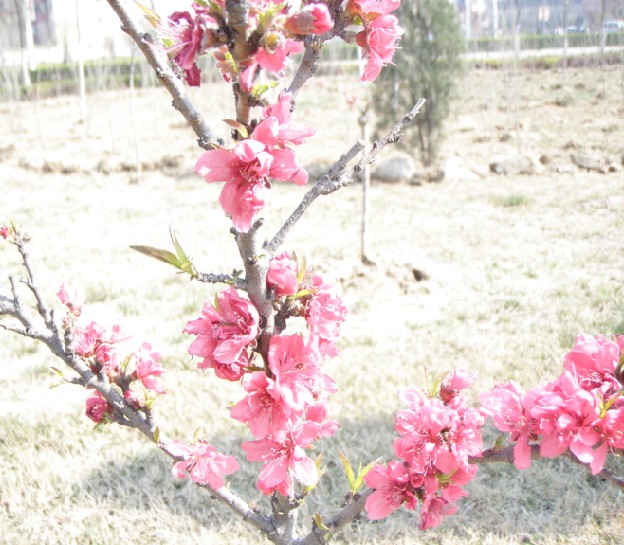 花 摄影 雨菲