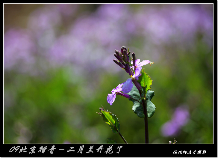 二月兰开花了 摄影 朦胧的淡蓝