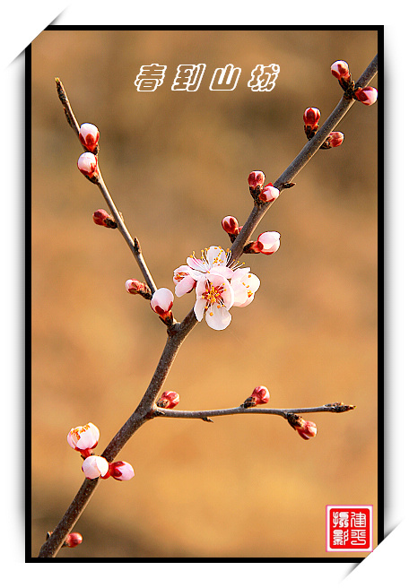 花枝 摄影 平方