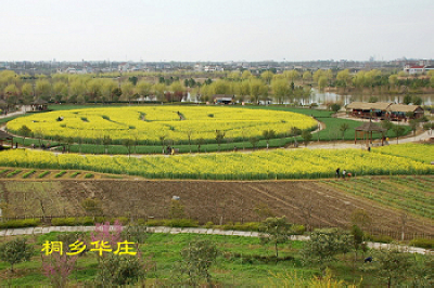 油菜花（2） 摄影 桐乡老年大学