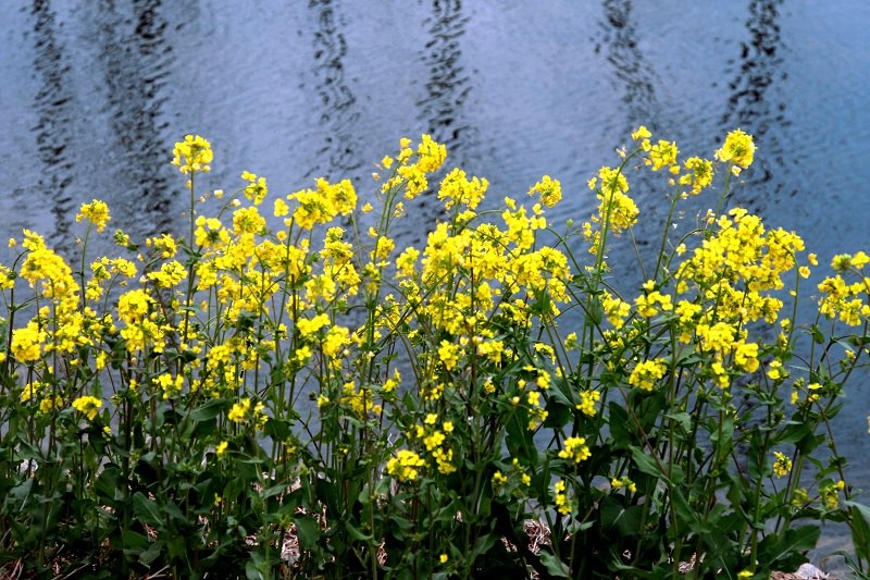 油菜花观景 摄影 风中玫瑰花