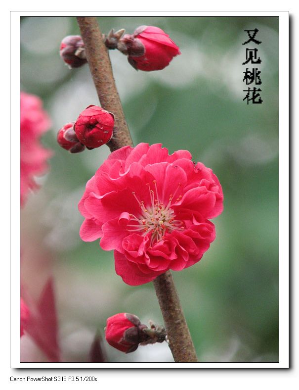 又见桃花 摄影 HUAWEI