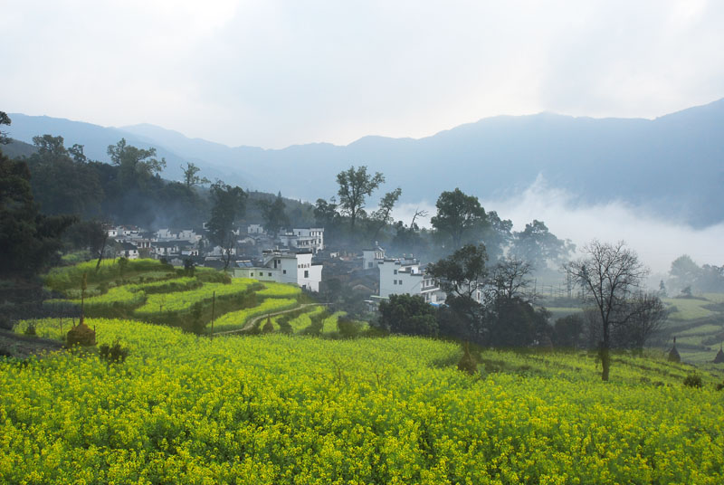 中国最美丽的乡村。婺源春色 摄影 岳阳老陈