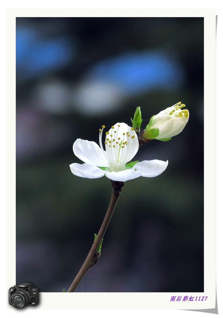 与春相约 摄影 雨后彩虹1127