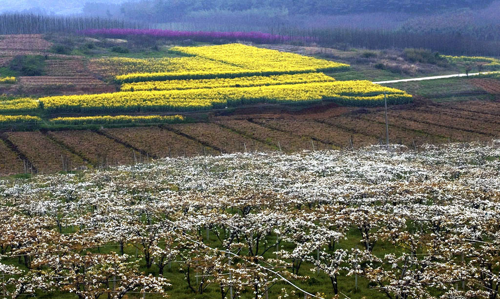 七彩桥李——梨园 摄影 大张