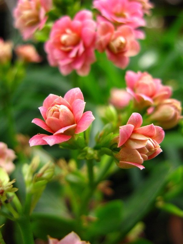 长寿花 摄影 夜雨花仙