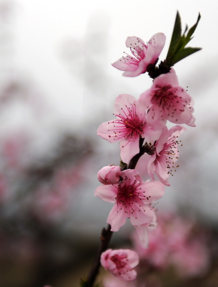 桃花 摄影 jianzhon