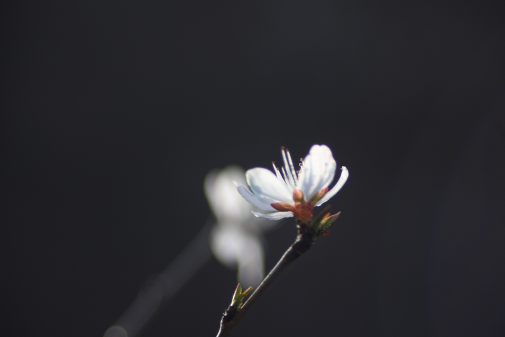 春意 摄影 云鹄游天