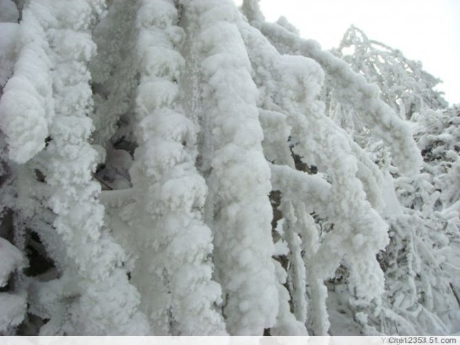 美丽洁白的雪 摄影 小冬瓜