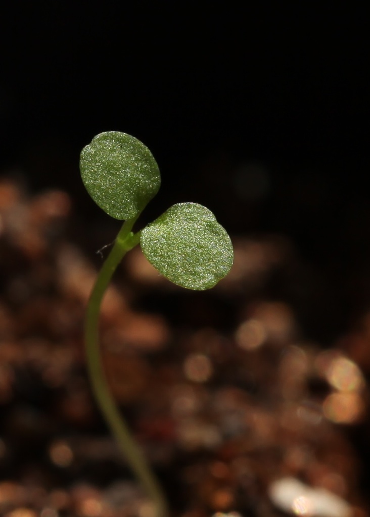 薰衣草 摄影 草坑蛤蟆