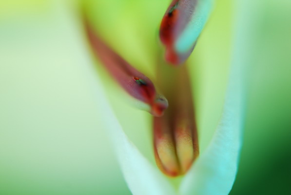 百合花的花蕊 摄影 石峰子