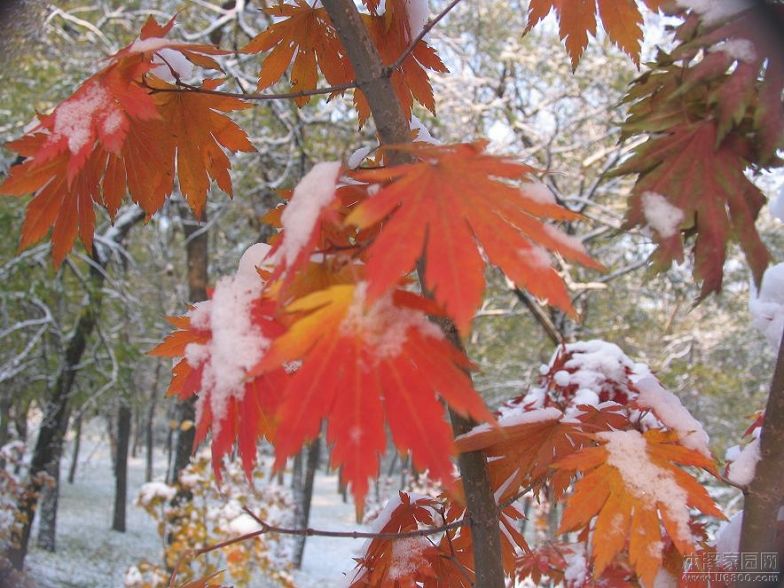 雪来早 摄影 山地蚂蚁