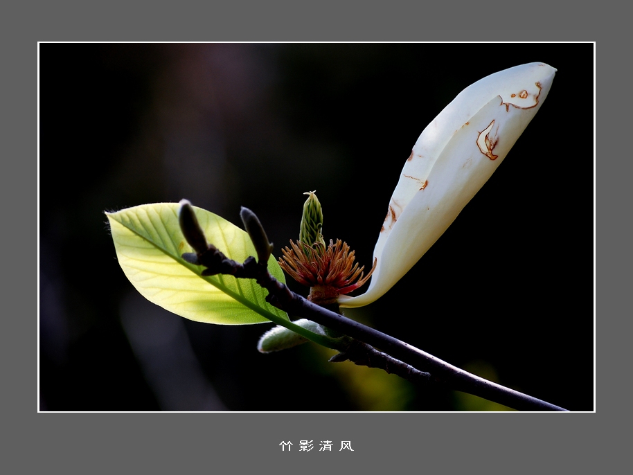 美丽依然 摄影 竹影清风