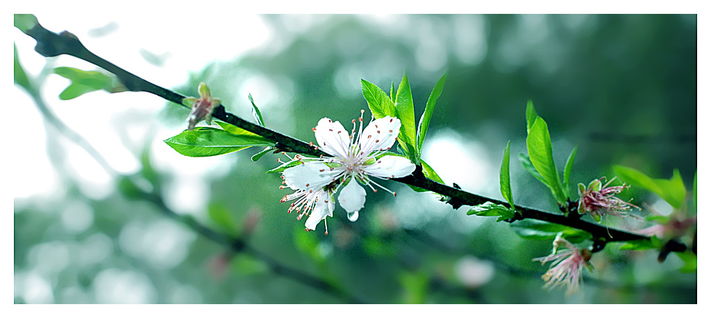 桃花源 摄影 燃放共同