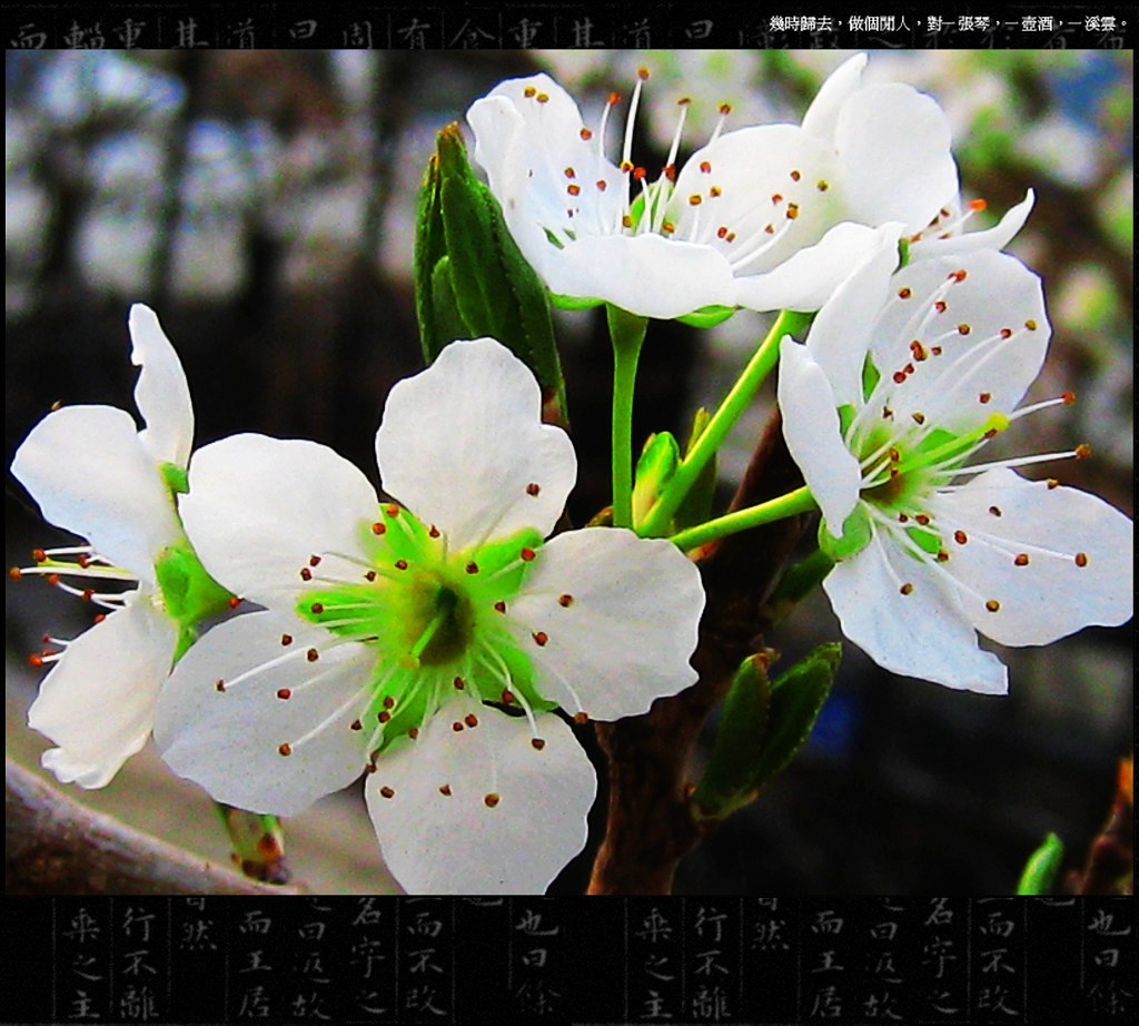 青翠芬芳 摄影 物价局