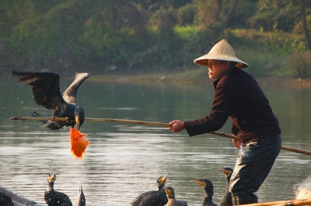 鱼鹰 摄影 shangpu