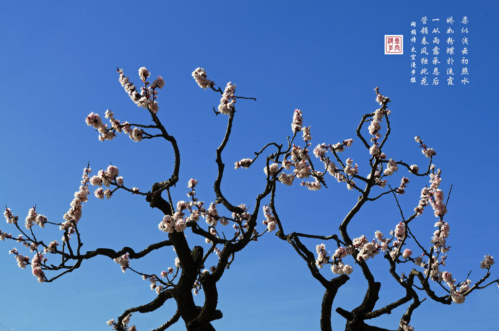 杏花飞雪点春波 摄影 太空漫步