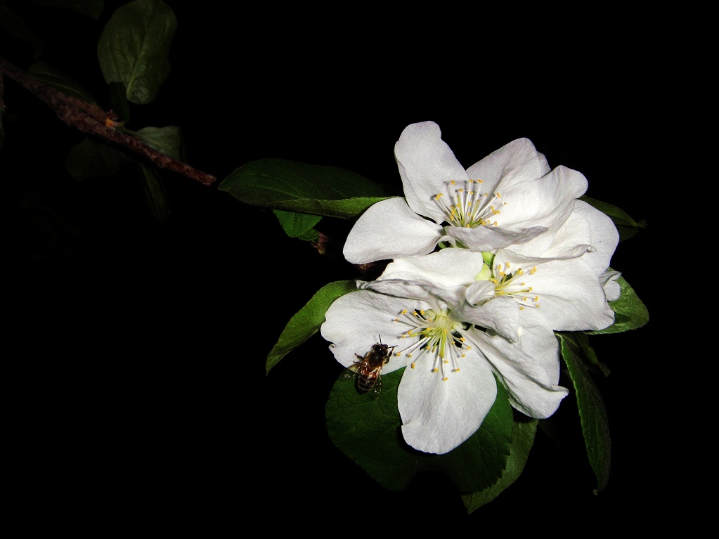 夜幕下的李子花 摄影 细雨芳菲