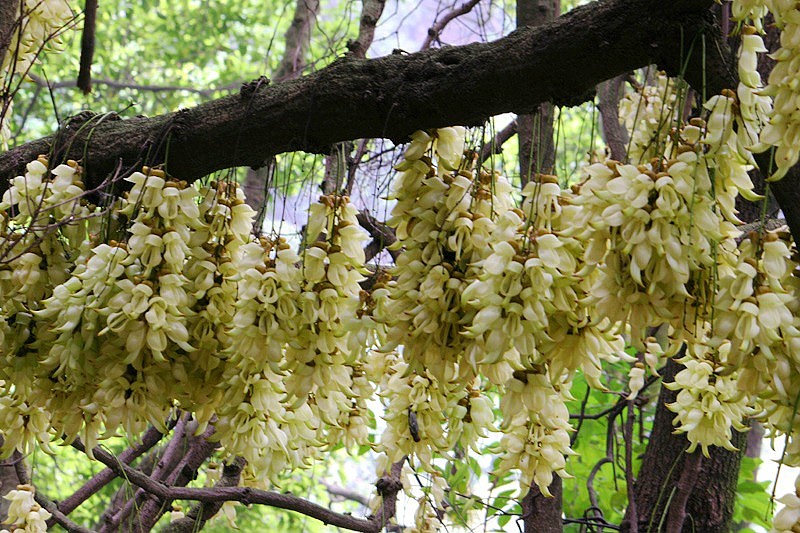 禾雀花－－（1） 摄影 天线小宝宝