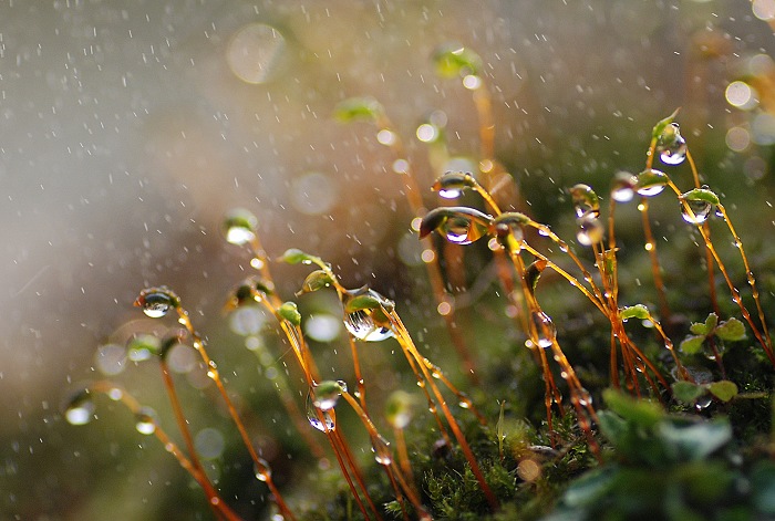 “像雾、像雨、又像风……” 摄影 田夫