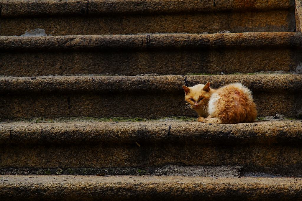 猫 摄影 灯罩