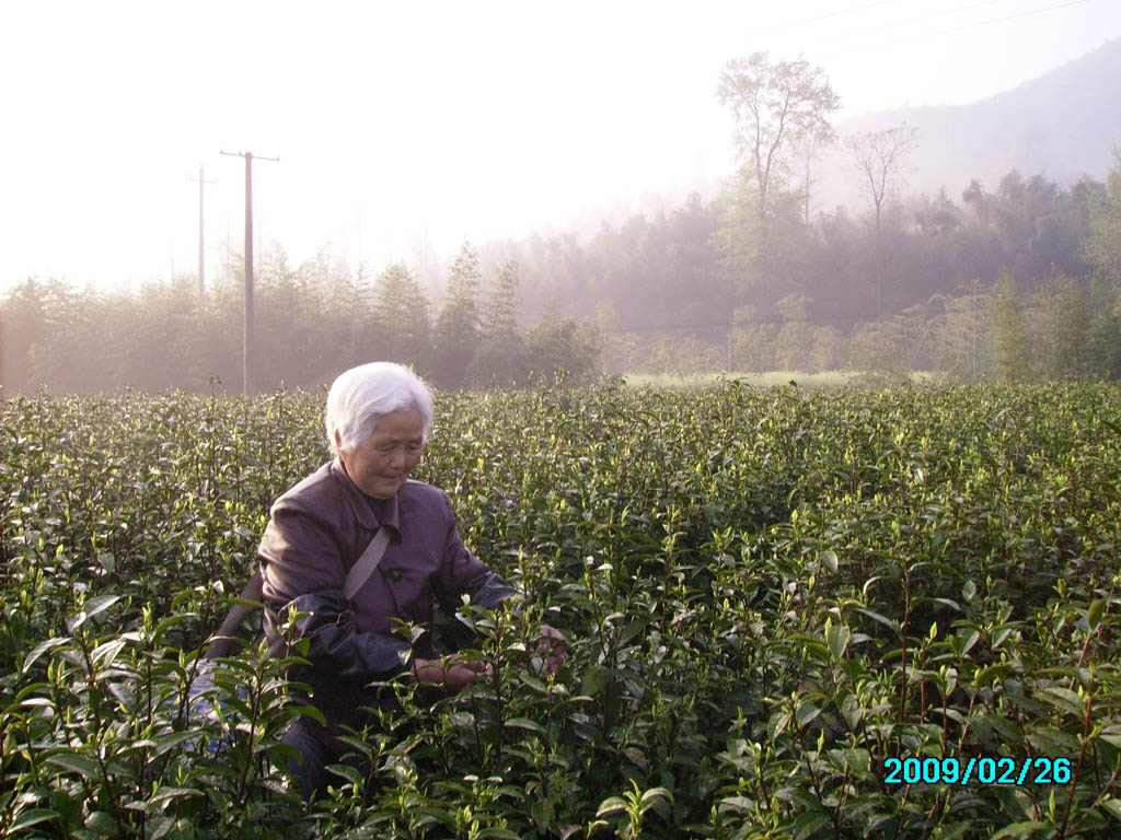 老太采茶 摄影 晚景