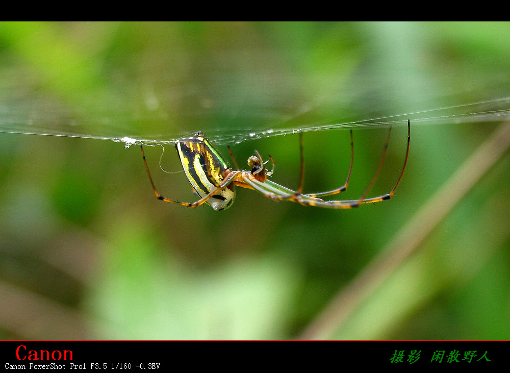 肩斑银腹蛛（Leucauge blanda） 摄影 闲散野人