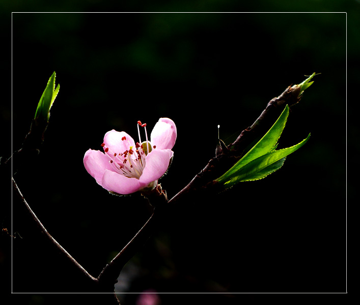 桃花 摄影 云中行