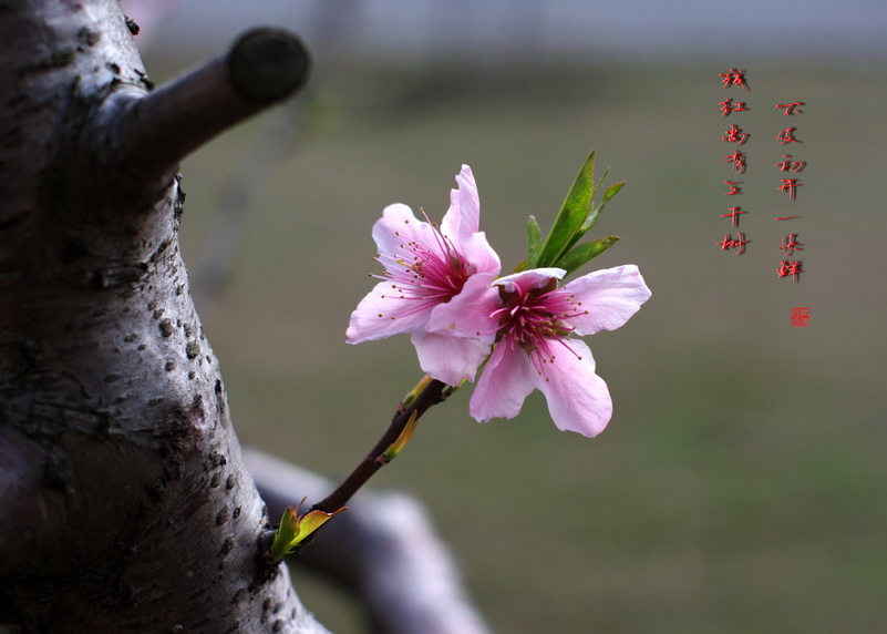 桃花-2 摄影 快乐--马