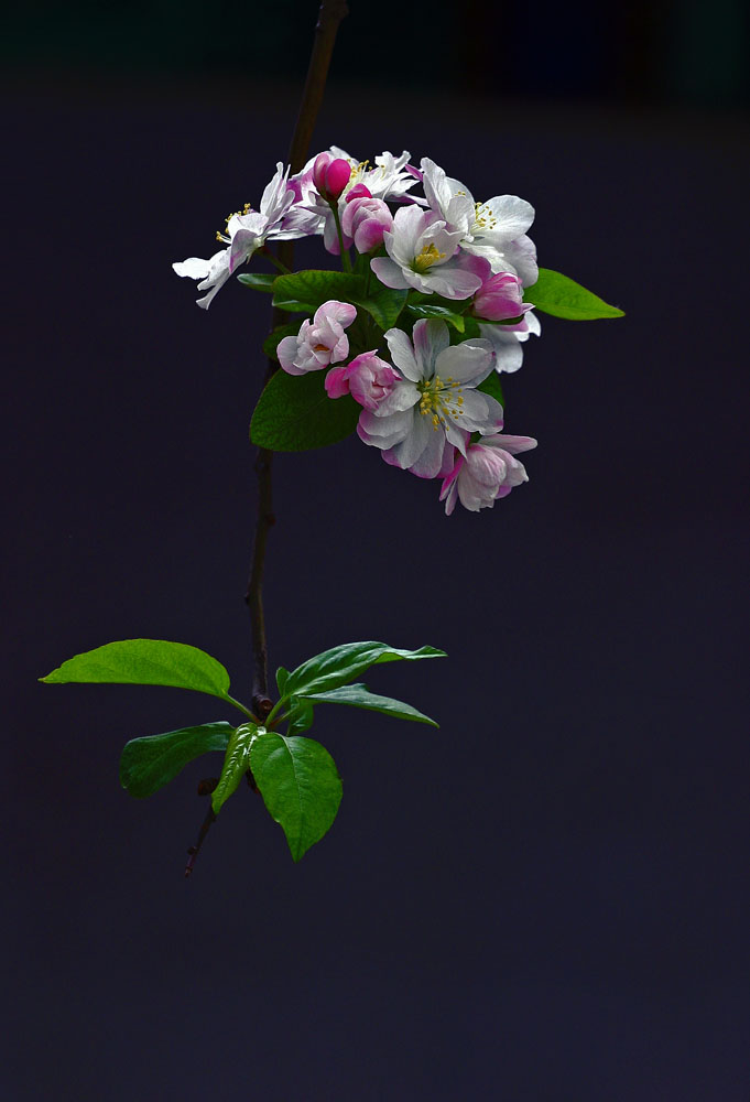 春花烂漫 摄影 柴爷