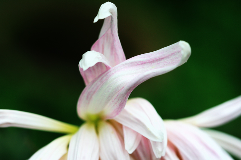 菊花 摄影 浪公