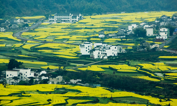 《春满江岭》 摄影 山水情缘