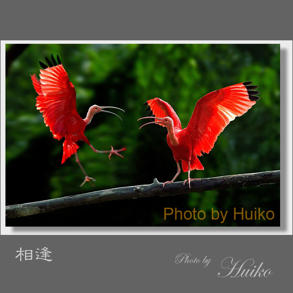 相逢 摄影 huiko