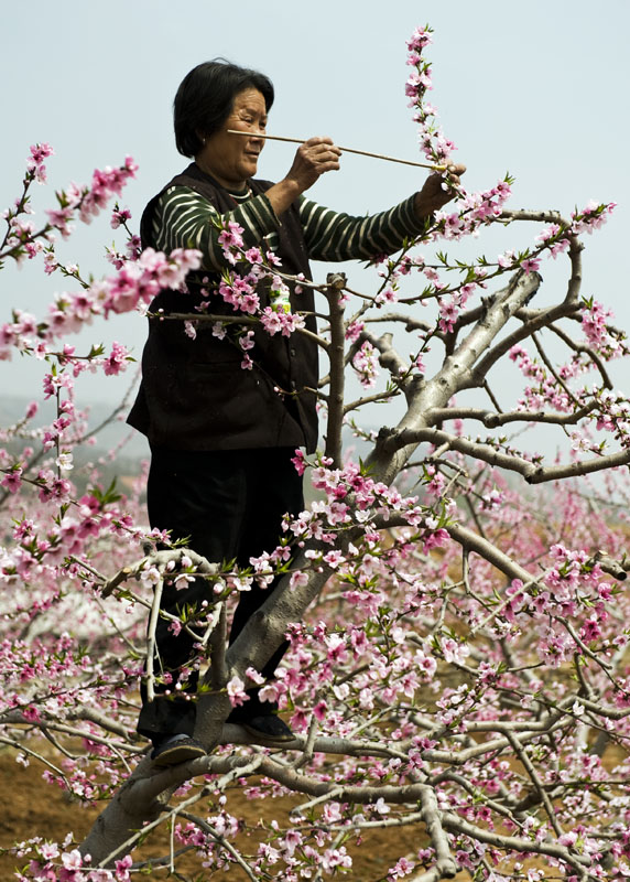 点花 摄影 善意的谎言