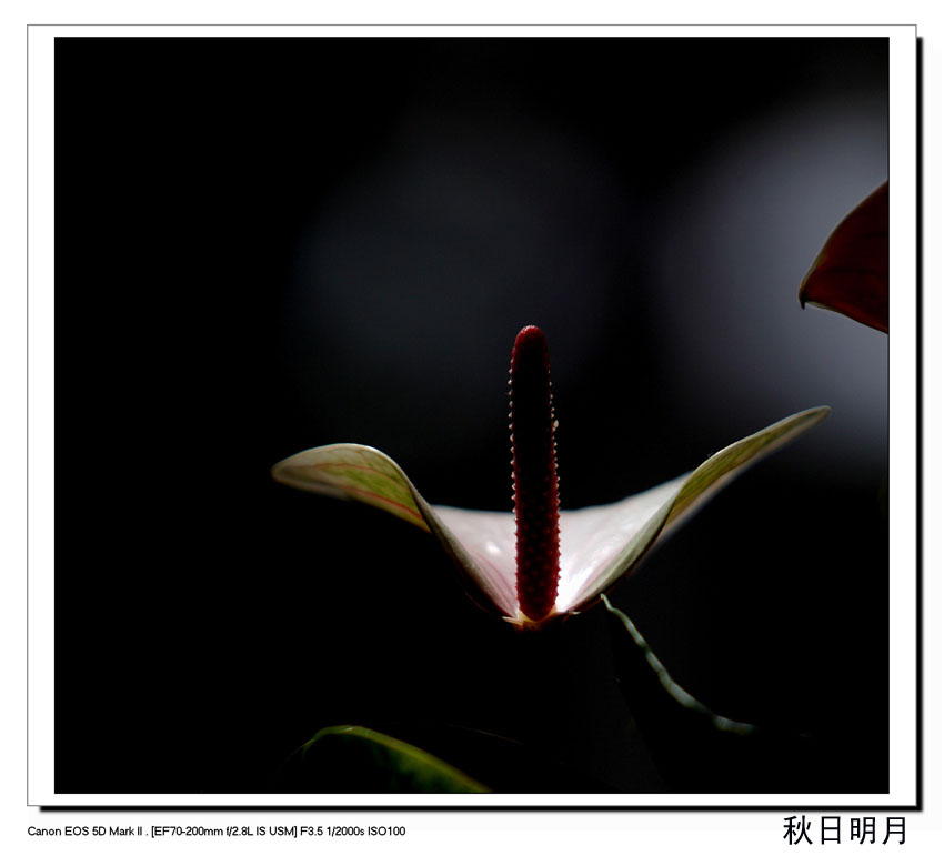 鲜花港作品（2） 摄影 秋日明月