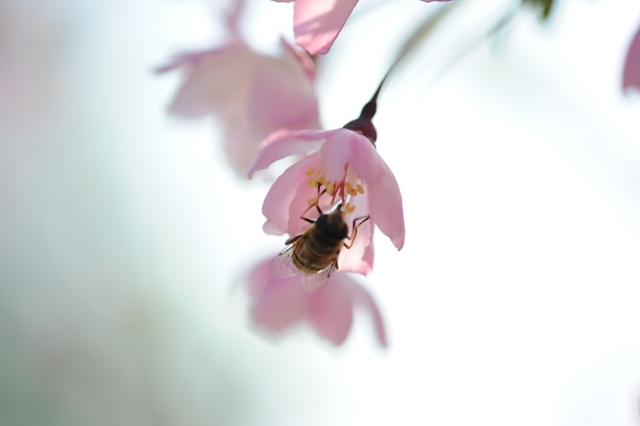 蜜蜂 摄影 付家庄